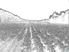 patate Disegni Da Colorare Stampabili